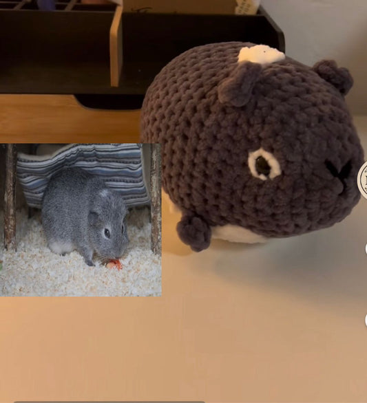 Meerschweinchen